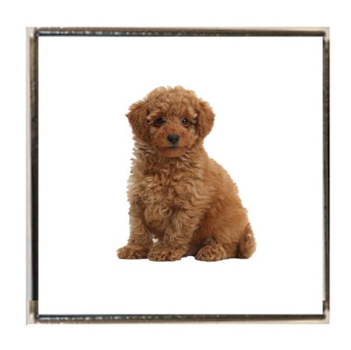 Toy poodle dog - toy, family