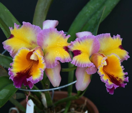 Blc hawaiian lightning - blc.,