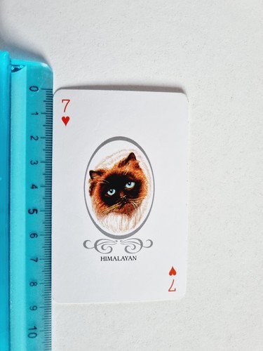Himalayan cats gatto card rare - gatto,