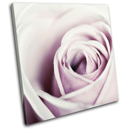 Rose flowers love floral - flowers,