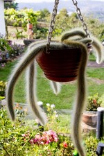 Monkey Tail Cactus - 1x Mini