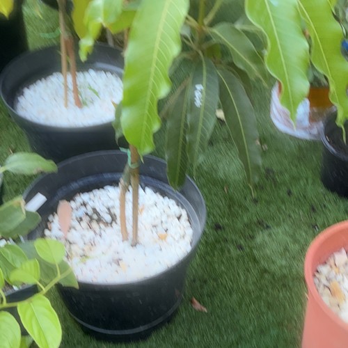 Mango tree grated thai gold - mango,