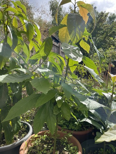 Avocado potted tree outdoor - avocado,