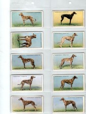 Churchman's Racing Greyhounds