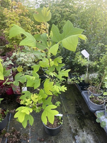 Tulip tree liriodendron - tulip,