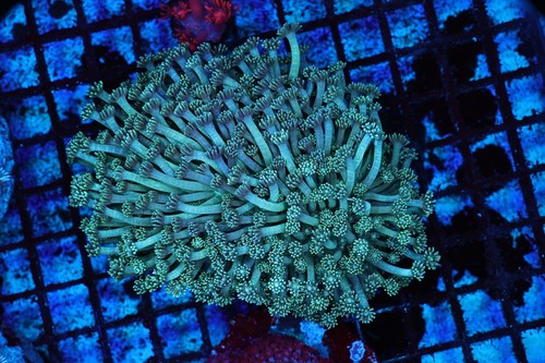 Teal goniopora coral colony - teal,