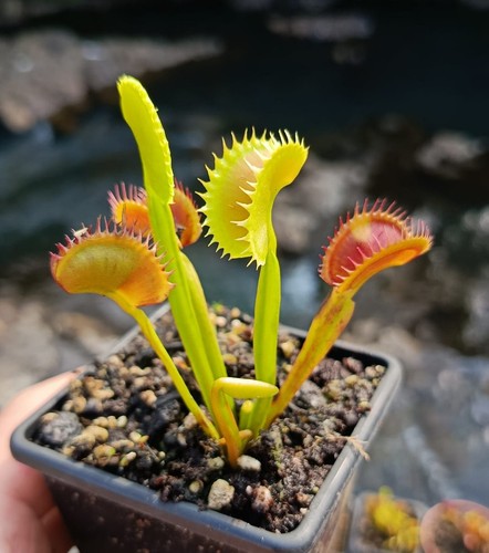 Venus fly trap - venus, (dionaea