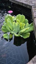 Pistia stratiotes jumbo - pistia,