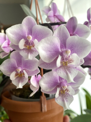 Fragrant phalaenopsis - fragrant,