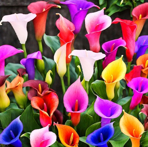100pcs calla lily seeds - lily,