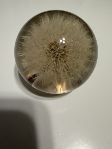 Hafod grange 2005 dandelion - hafod,