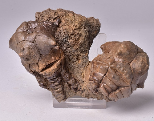 Crinoid fossil jimbacrinus - crinoid,