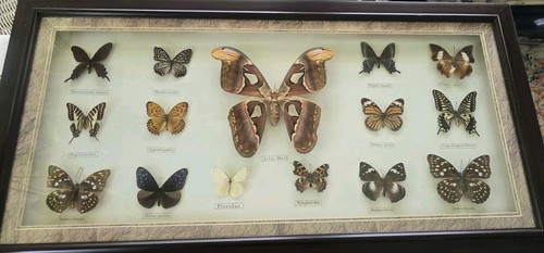 Vtg framed butterfly - framed, moths