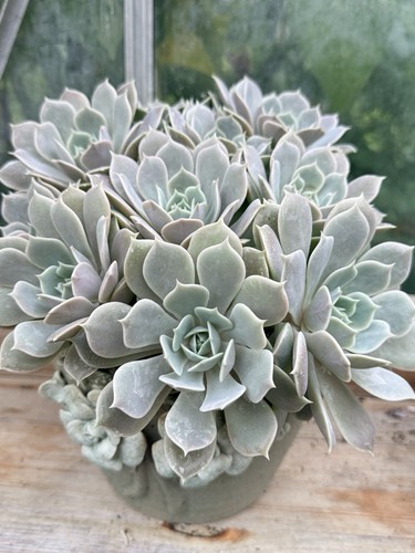 Rooted echeveria lola - lola, leaf