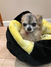 Chihuahua puppy dog pet - chihuahua,