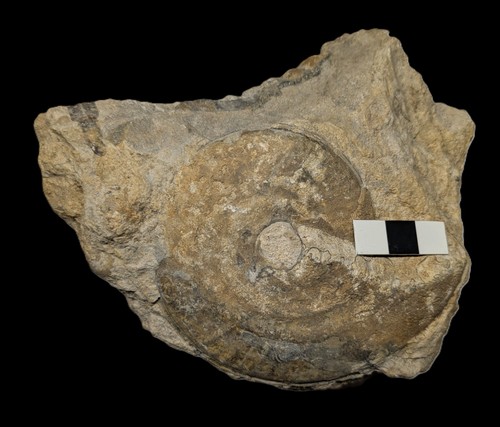 Unprepared strigoceras - unprepared,