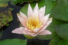 Doll house water lily pond - doll,