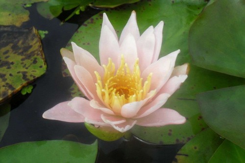 Doll house water lily pond - doll,