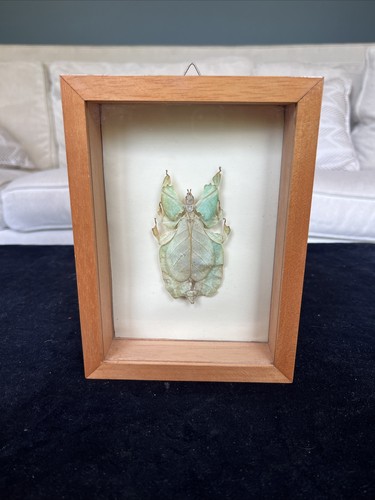 Real insect specimen leaf - specimen,