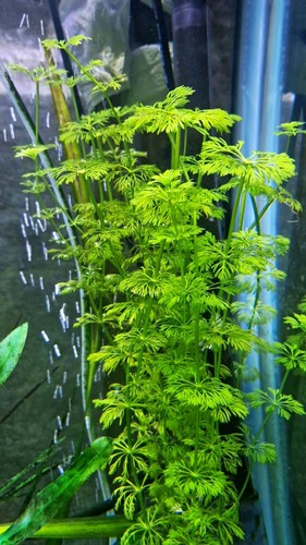 Limnophila sessiliflora - limnophila,