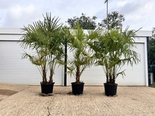 Uk grown Palm trees Trachycarpus Fortunei  Chinese windmill palm