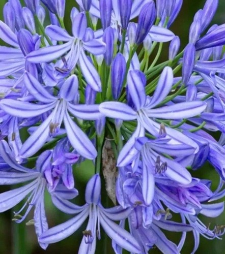 Agapanthus africanus mixed - agapanthus,