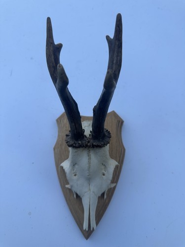 Wall mounted roe buck - roe,