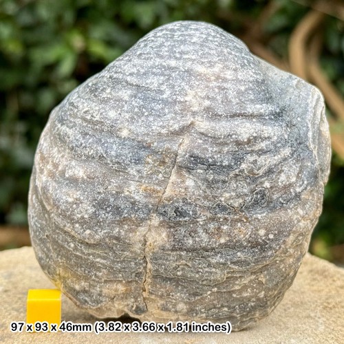 Gryphaea dilatata fossil giant - dilatata,