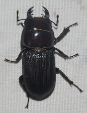 Dorcus Parallelipipedus , Real