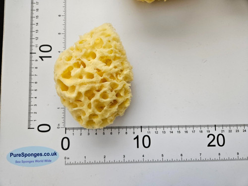 Natural sea sponge