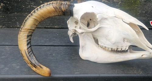 Sheep skull taxidermy art - sheep,