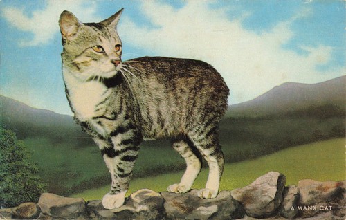 Manx cat 1980s postcard from - postcard,