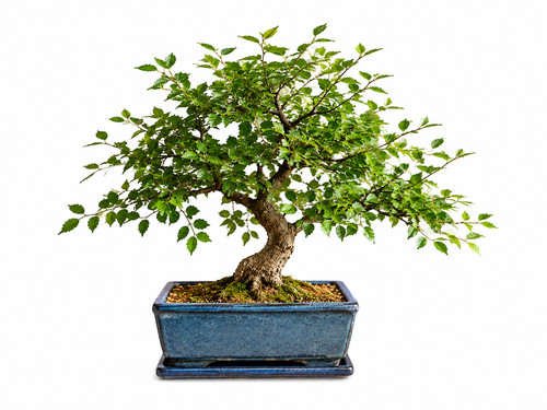 Chinese elm bonsai tree live - tree,