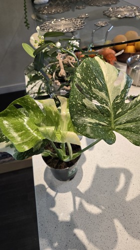 Variegated monstera albo very - monstera,