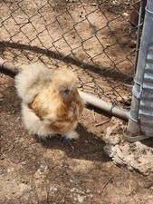 Silkie Chicken Hatching Eggs