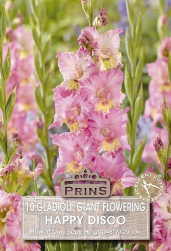 Gladioli large flowering - large,