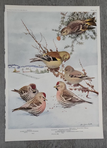 Greater redpoll goldfinch - greater,
