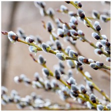1 Goat Willow - Salix Caprea