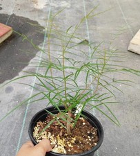 Rare Bursera paradoxa WYSIWYG