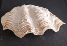 Tridacna Clam Shell Nautical Decor Seashell Ruffled Edge Fluted Ocean 6.5" x 3"