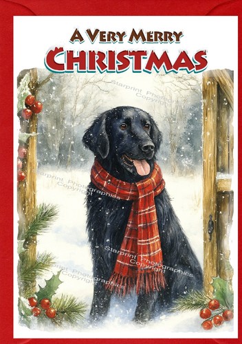 Flatcoated retriever dog - flatcoated,