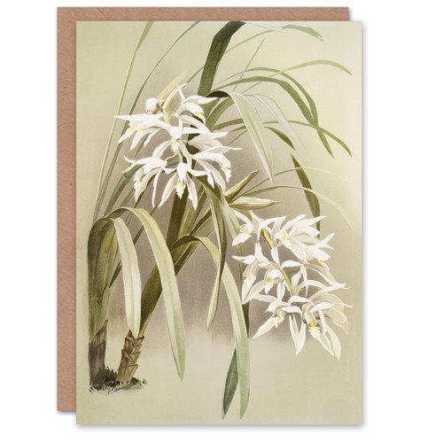 Frederick sander cymbidium - frederick,