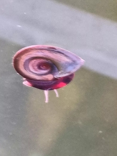 Ramshorns snails for - 15,