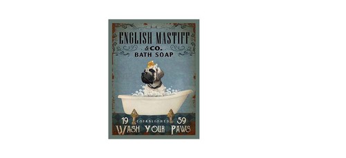 English mastiff bath - mastiff,