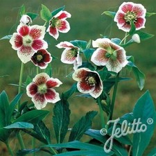 Hellebore ‘Single White