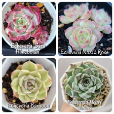 【4 SUCCULENTS FOR