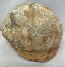 Genuine Dinosaur Fossil