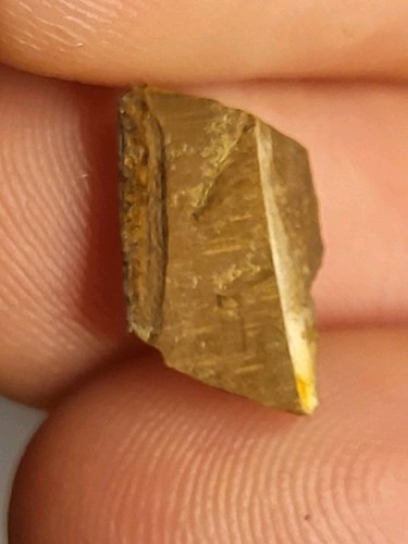 Rex tooth shard hell - tooth,
