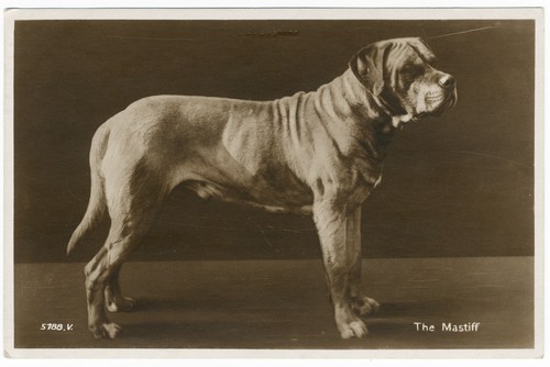 Mastiff vintage dog - vintage,