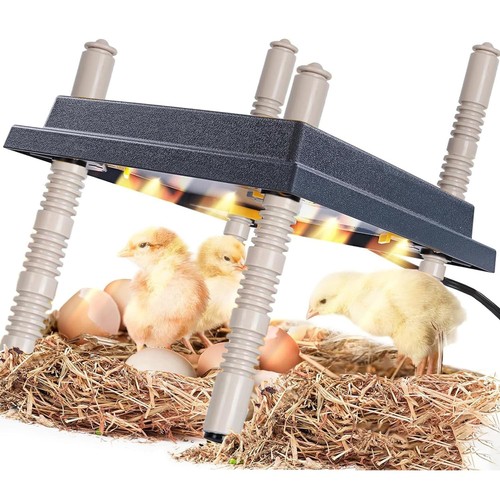 Chick brooder poultry breeding - chick,